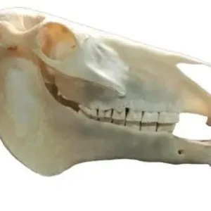 Lezing over het paardengebit met dierenarts Kimm Bakker